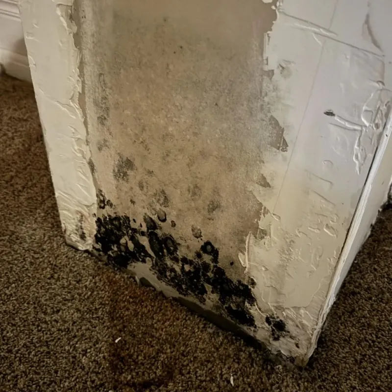 Professional Mold Removal in Crugers, NY